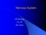 ch. 48 Nervous System notes