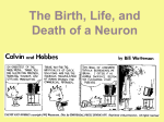 Birth, Life, & Death of a Neuron