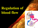 24 Regulation of blood flow