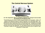 Central Nervous System