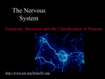 The Nervous System funtions and neuron