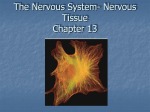 The Nervous System