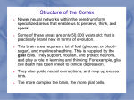 Module 6 The Cerebral Cortex and Our Divided Brain