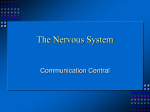 The Nervous System