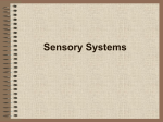 Sensory Systems - Blue Valley Schools