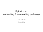 Spinal cord: ascending & descending pathways