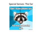 Special Senses: The Ear