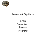 Nervous System - Biology Junction