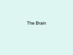 Brain