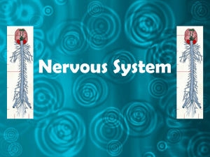 Nervous System