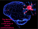 Nervous System