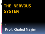 The nervous system