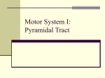 Motor System I: The Pyramidal Tract