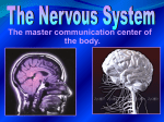 Nervous system - Fulton County Schools