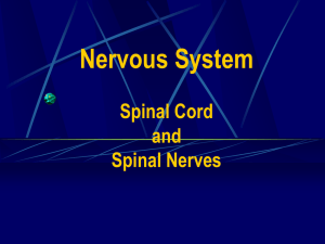 Autonomic Nervous System