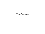 The Senses - Ms. Fahey
