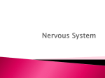 Nervous System