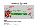 Nervous System