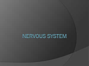 Nervous System - Cloudfront.net