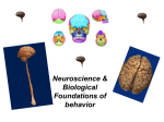 Electrical Stimulation of the Brain