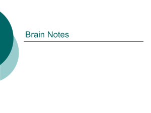 Brain Notes