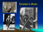 einsteins-brain