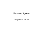 Nervous System - APBio