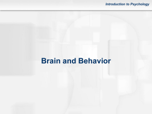 Chapter 2: The Brain and Behavior