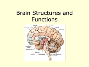 Brain Structures and Functions