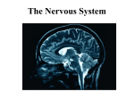 The Nervous System