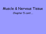 Muscle & Nervous Tissue