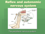 Reflex and autonomic nervous system