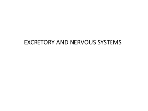 Excretory and Nervous Systems 2012
