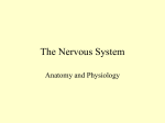 The Nervous System