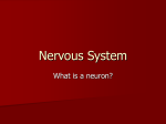 Nervous System