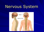 The Nervous System