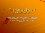 The Nervous System