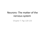 Nervous System