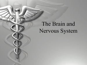 The Brain and Nervous System