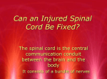 Can an Injured Spinal Cord Be Fixed?