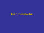 The Nervous System