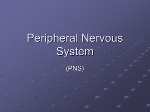 Peripheral Nervous System