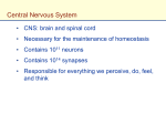 The Nervous System: Central Nervous System