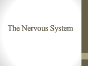 The Nervous System