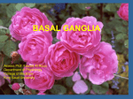 Lecture 26-BasalGanglia