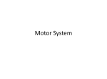 Motor System & Behavior
