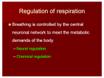 ventral respiratory group, VRG