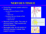 Nervous Tissue 113