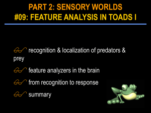 feature analyzers in the brain