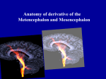 15 Anatomy of the Metencephalon and Mesencephalon